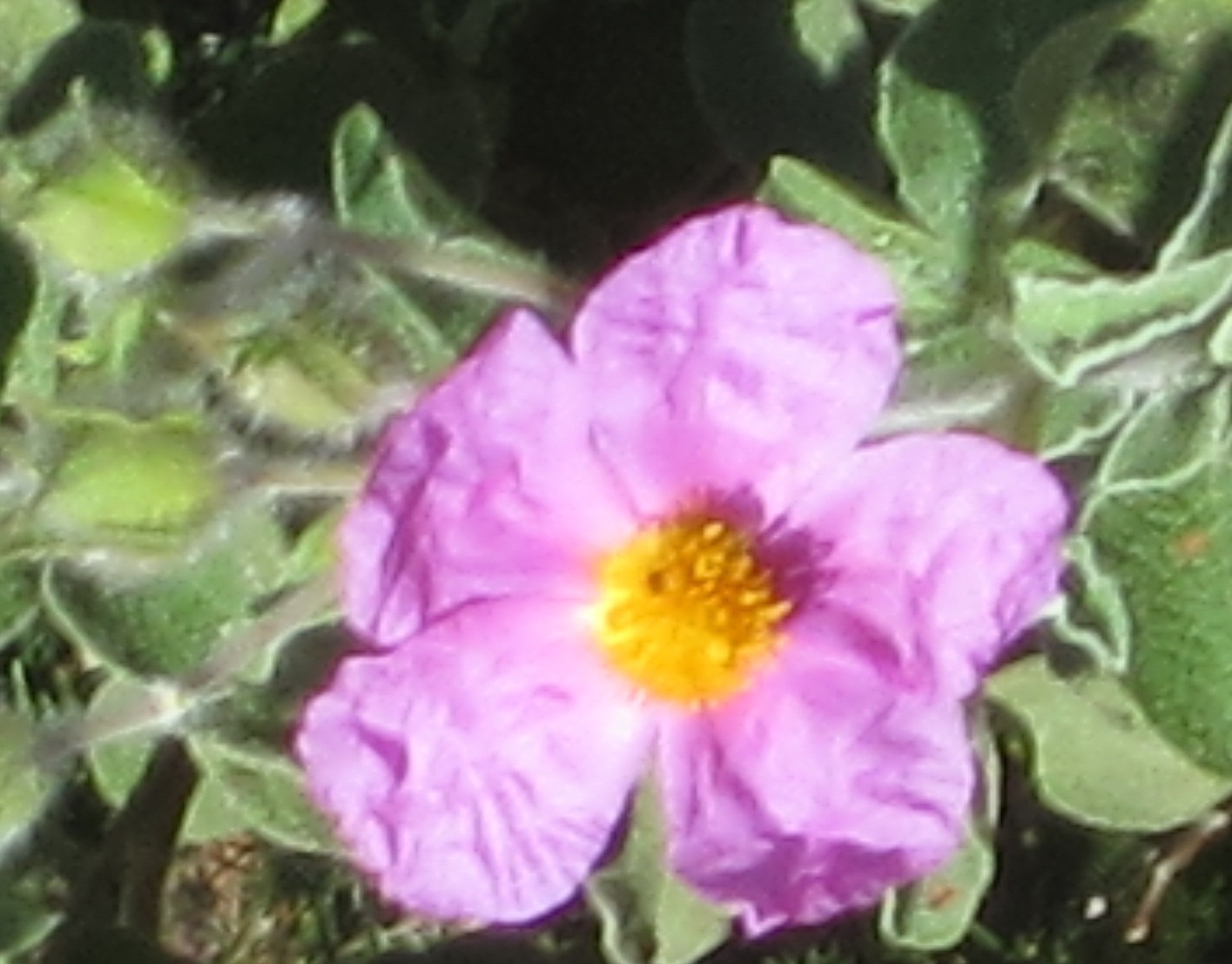 Cistus creticus